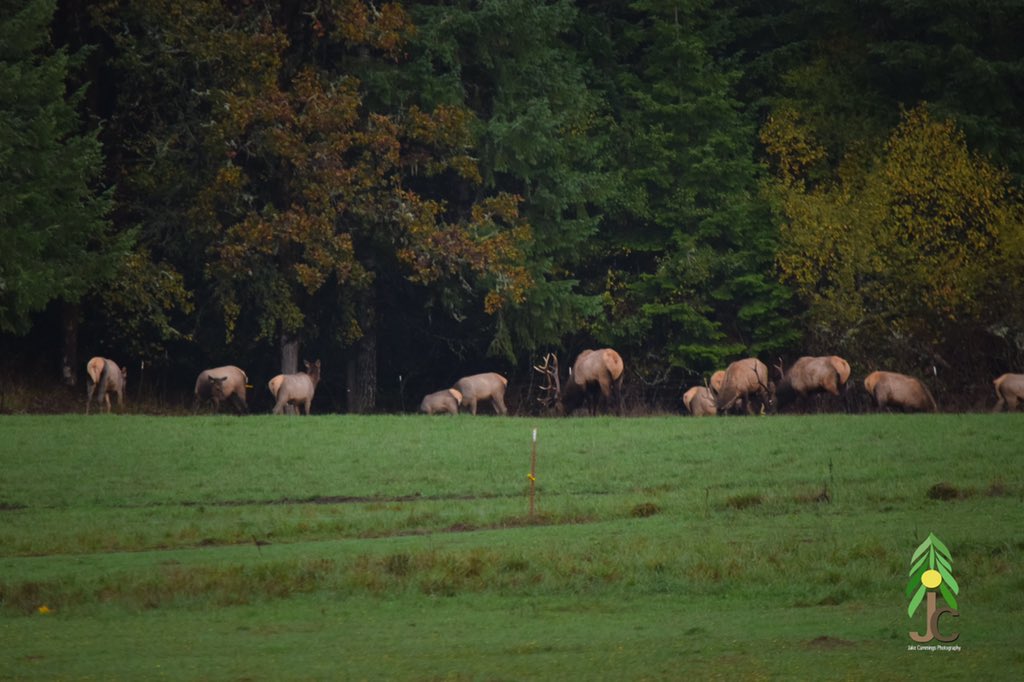 Pristine Outdoors on Twitter "ORhuntingpics Oregon Roosevelt elk. Saw these dandies while Deer