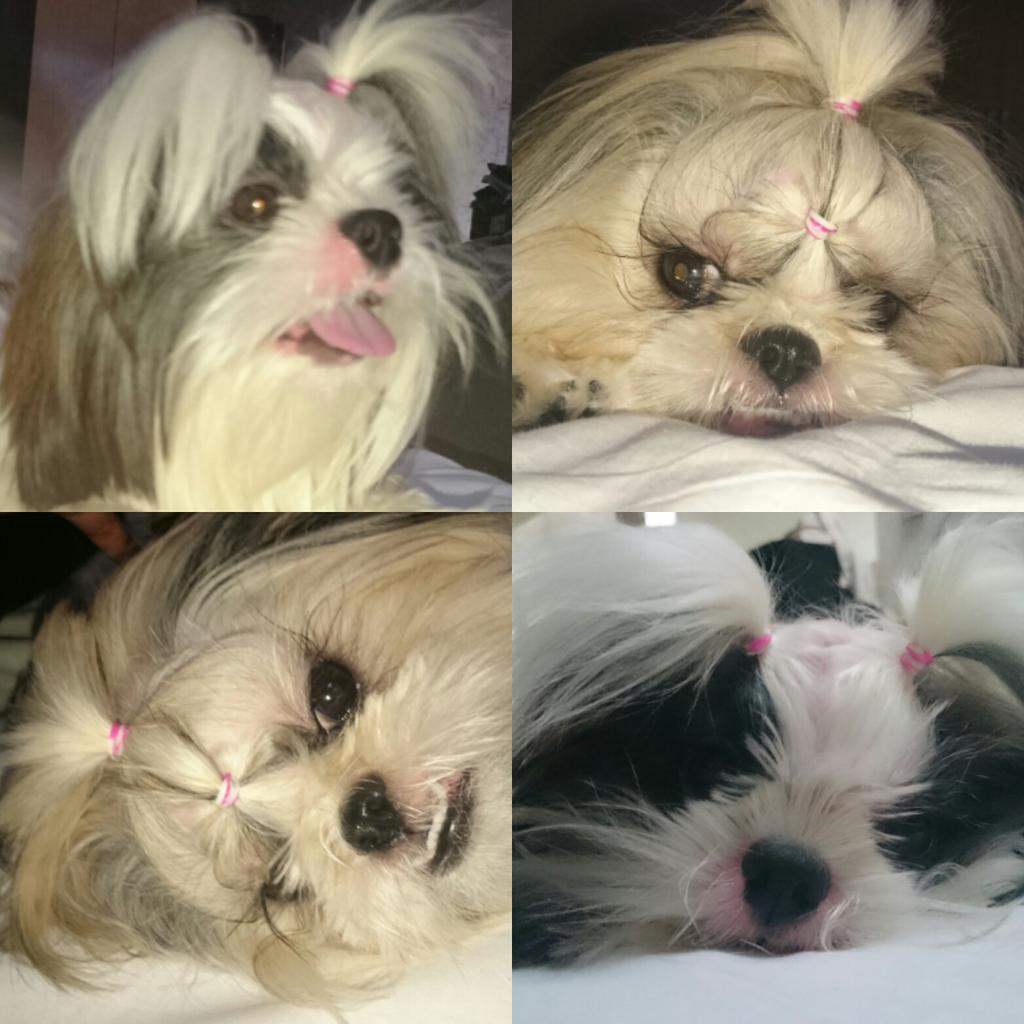 Ivone Felix tweet media