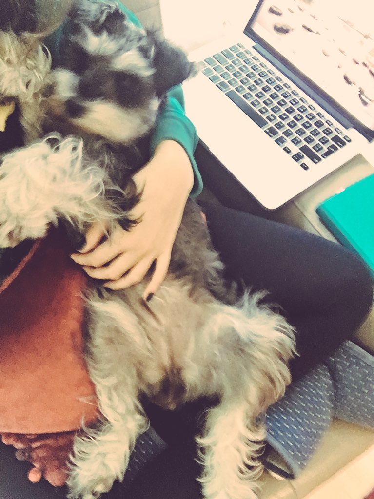 georgieglass_'s tweet photo. A bit blurry but I don't think #LolliDog is impressed i'm working instead of playing with her... #boringhuman 🐶 https://t.co/88tLviMZNL