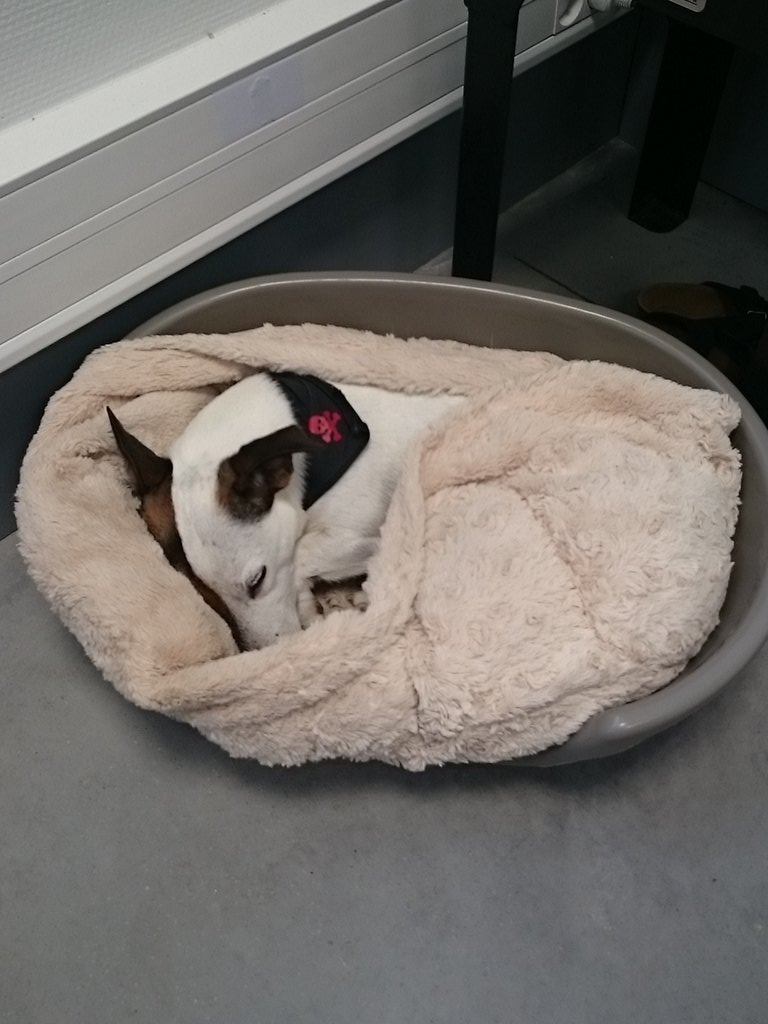 MariabalsBall's tweet photo. Comment veux-tu travailler quand t'es collègues de travail ne foutent rien... #doglife #work https://t.co/USOwEUJ3rz