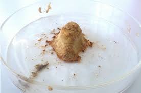 kriticalmass tweet media