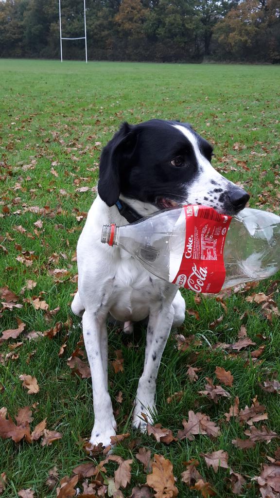 searchdogace's tweet photo. #recycleTuesday still not allowed balls to play with until my pad is better https://t.co/izdApZsqUH