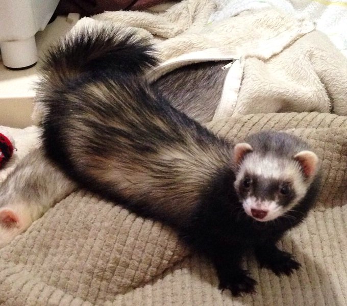 茶色のフリースを羽織ると、動物と勘違いし尻尾バンで逃げまわる社長さん 