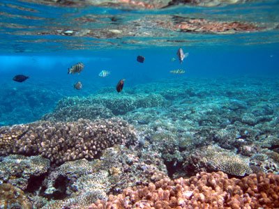 USGSAquaticLife's tweet photo. Explained and unexplained tissue loss in corals from the Tropical Eastern Pacific https://t.co/QZhlOEuGlx https://t.co/U7YILf4S1c