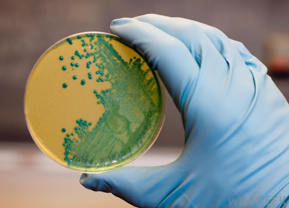 BIOTECH_SI's tweet photo. #Salud Aíslan bacterias con propiedades farmacológicas. https://t.co/fURNRgXMod @UNAM_MX #IIBUNAM https://t.co/dBwJu7Ktro