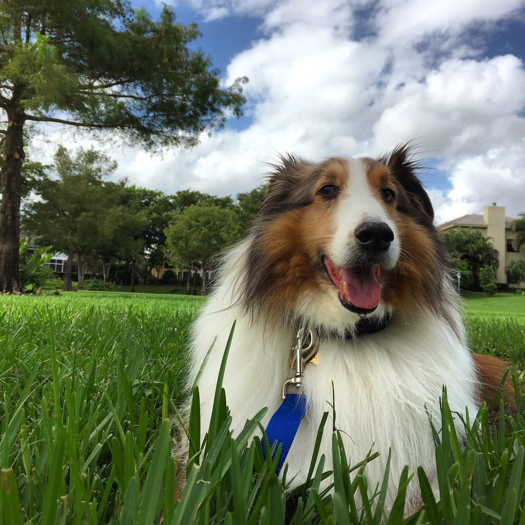 Humid days make me extra fluffy! 👌