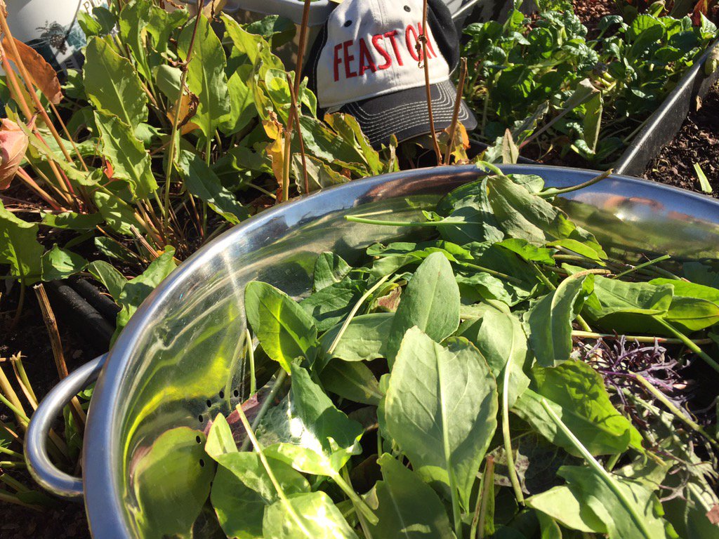 MichaelSacco76's tweet photo. November Wild greens #chocosoil green roof.....#FeastON @OCTA_licious ....forget herbicides & cultivate edible weeds https://t.co/ABID4juLKj