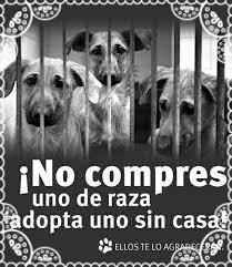 GarcRevuelta's tweet photo. #AdoptaNoCompres.   Ellos también merecen una vida digna, y una ley que les proteja https://t.co/WDqj5cVb3n