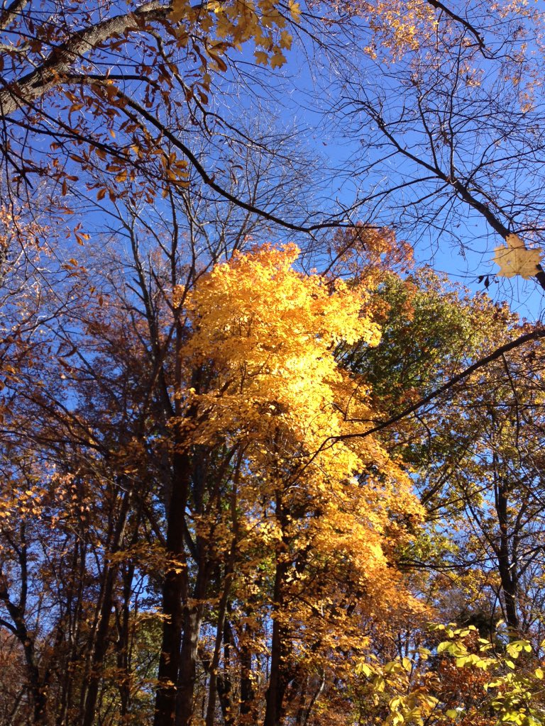 allythompsonn's tweet photo. this tree is literally glowing wow #vfall https://t.co/uglV0r1xMO
