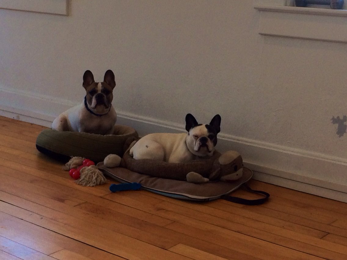 HugotheFrenchie's tweet image. Hard at work at the office with @FrenchieBronx