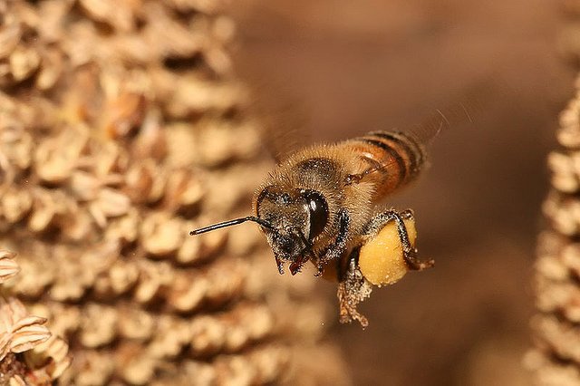 ApiEcologica's tweet photo. Monsanto compra Compañía que investiga desaparición de #abejas  #Ecologia  https://t.co/eNisk4Ubfs vía @brianmoraa https://t.co/SVJca7AhHm