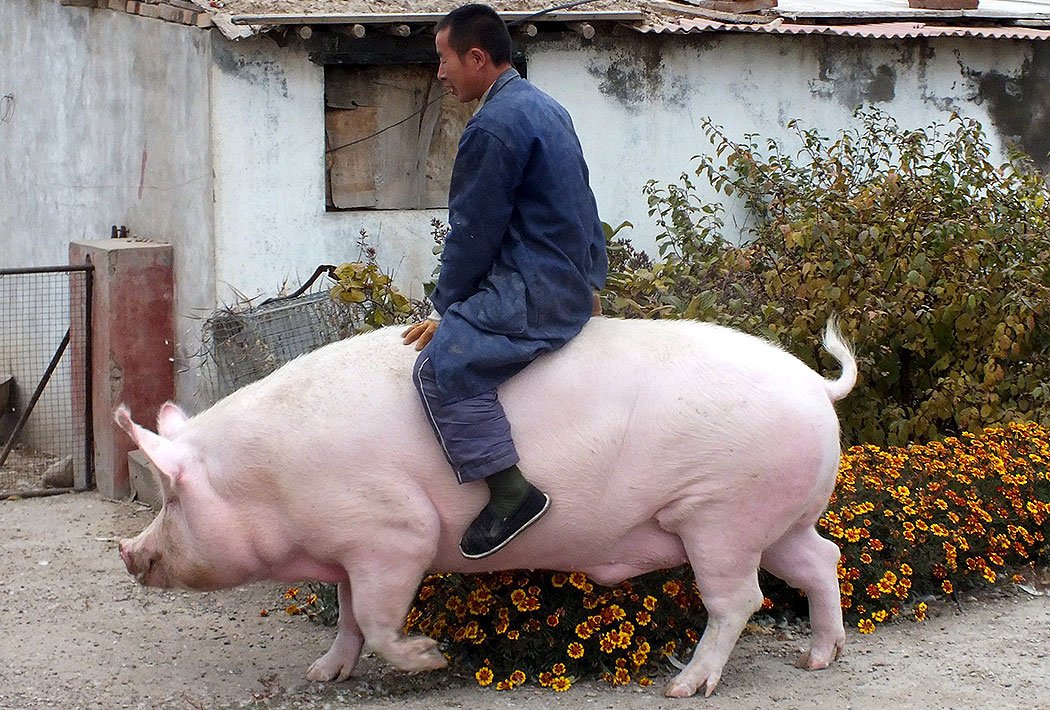 Telegraph Pictures tweet media