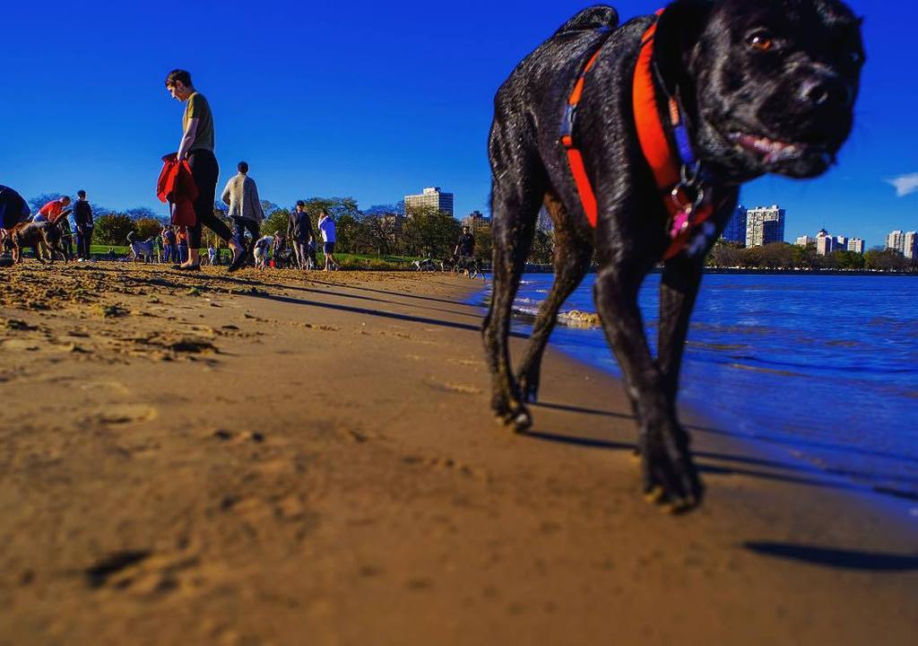 ChiPhotos's tweet photo. by tiltedchicago: Doggystyle Beach Party #chiTILT https://t.co/zN8NNAwvHR
