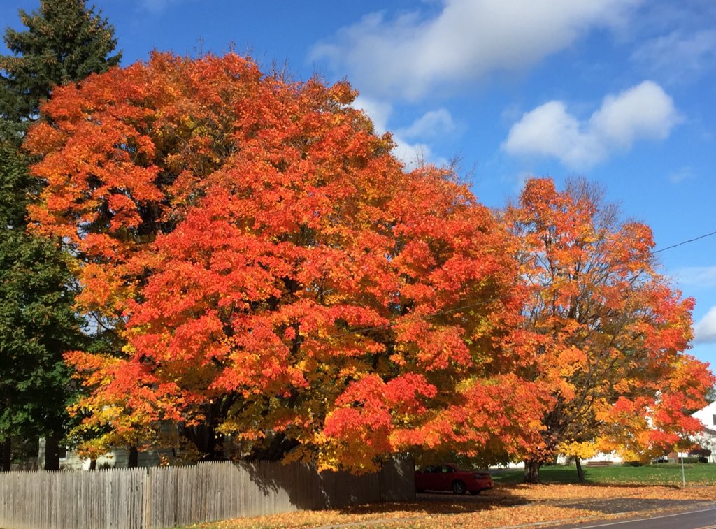 berndlynch's tweet photo. #MyFallPhoto https://t.co/G4Sax94kOo