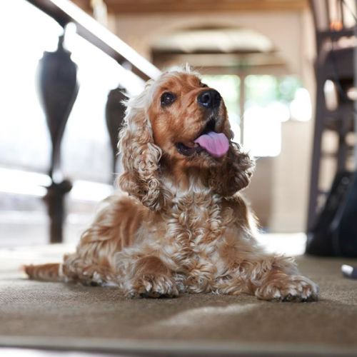 BotleyHill's tweet photo. Our newly updated listing on @Doggiepubs https://t.co/eenL1L5cyE ...because we're very #dogfriendly! #dog #dogs https://t.co/jFkYc6L61Z
