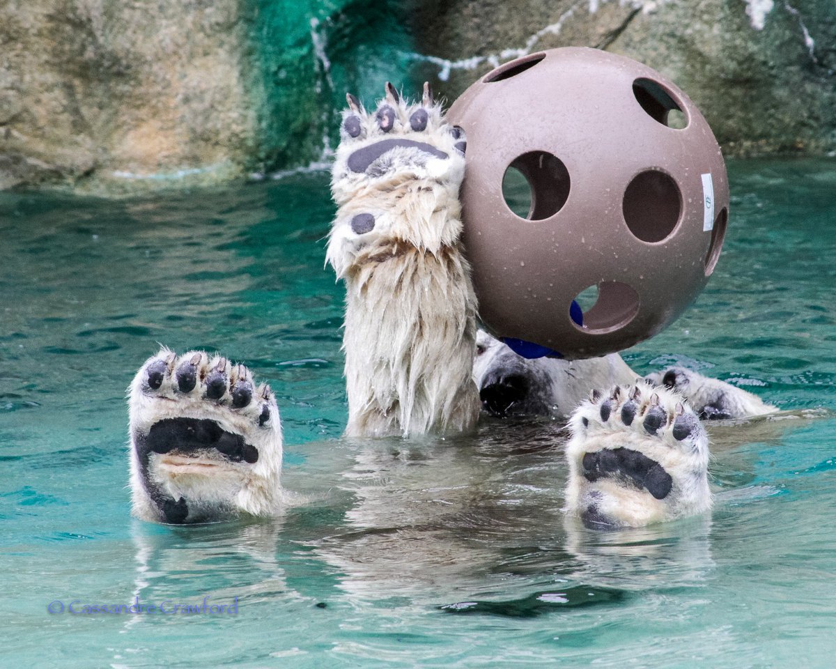 CincinnatiZoo's tweet photo. A polar bear's scientific name Ursus maritimus means sea bear #polarbearweek #saveourseaice https://t.co/EMsEOtv5vx https://t.co/az7ZtrRDzJ