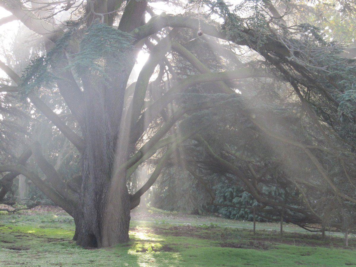 Autumn sunshine on our Colchester campus. Anyone feeling nostalgic for the trees by the lakes today...?
