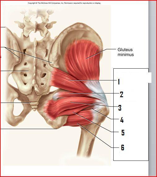 Manatomylab1's tweet photo. What muscle is number 4? Remember it is deep to quadratus femoris. https://t.co/PNJFTxc4jF