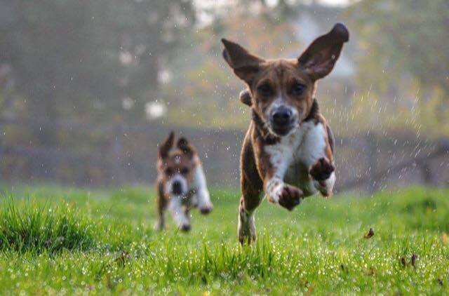 Countryside Alliance tweet media