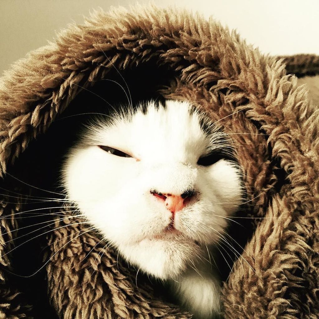 556cats's tweet photo. Like s lion

#lion #cat #instacat #catlover #cute #kawaii #猫 #ねこ #ネコ #ライオン https://t.co/AQiamE0kdK https://t.co/s5i8OUDAdR