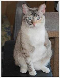 FayaMey's tweet photo. it is our cats

henrik
stove
porridge
and cactus cooler https://t.co/LBmx41T0vH