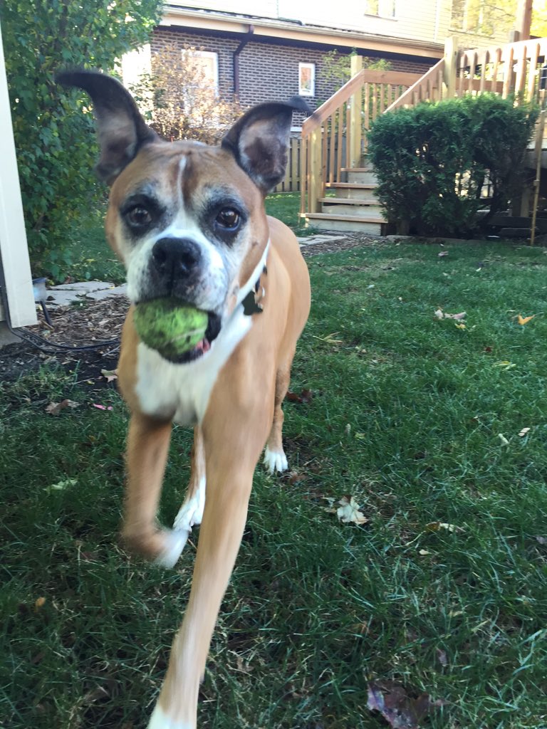 theflyingyosh's tweet photo. #GoodMorning from #theflyingyosh! #tuesday #dogs #boxerdog #dogsoftwitter #BestDogEver #lovemydog https://t.co/mkHgLfjy6d