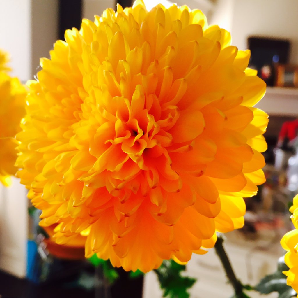 bespoke_me's tweet photo. good morning | have a bright and sunny day βοΈ #bespokeevents #HappyTuesday #disbuds https://t.co/xdT1vvyB6M