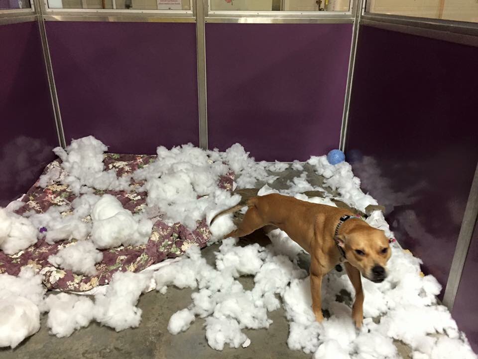 WaysideWaifs's tweet photo. Dale began celebrating @Royals #WorldSeries #Championship https://t.co/4zZWa6420L