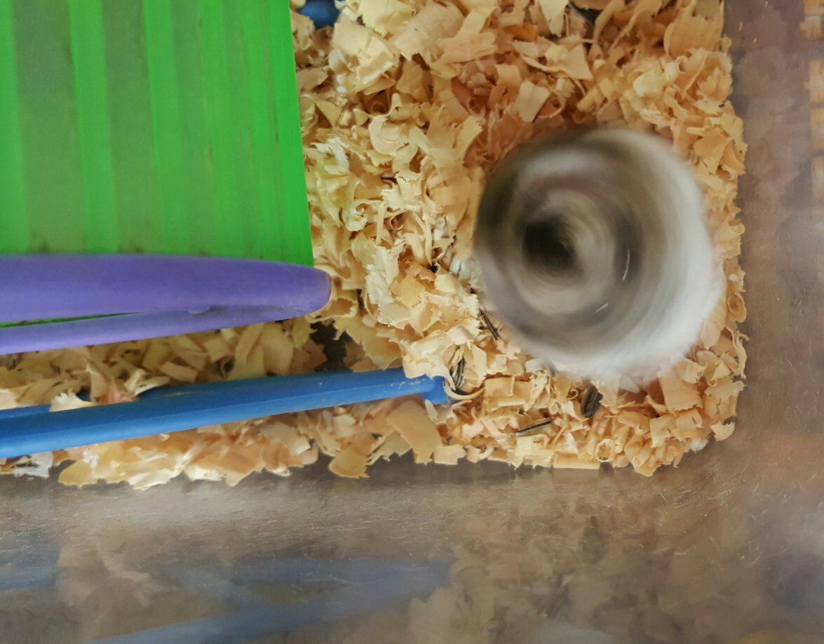 라바🐹 tweet media