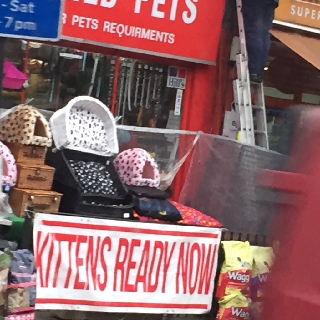 AmazingPhil's tweet photo. KITTENS READY NOW https://t.co/tENosO2sG8