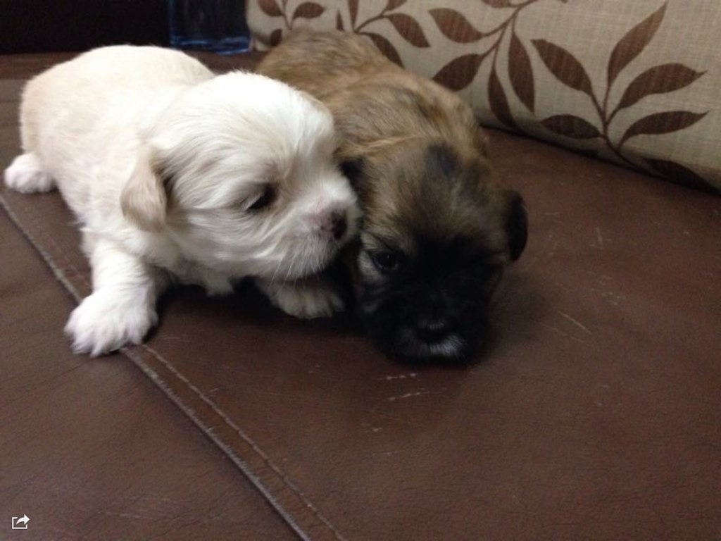 russevanregio's tweet image. 