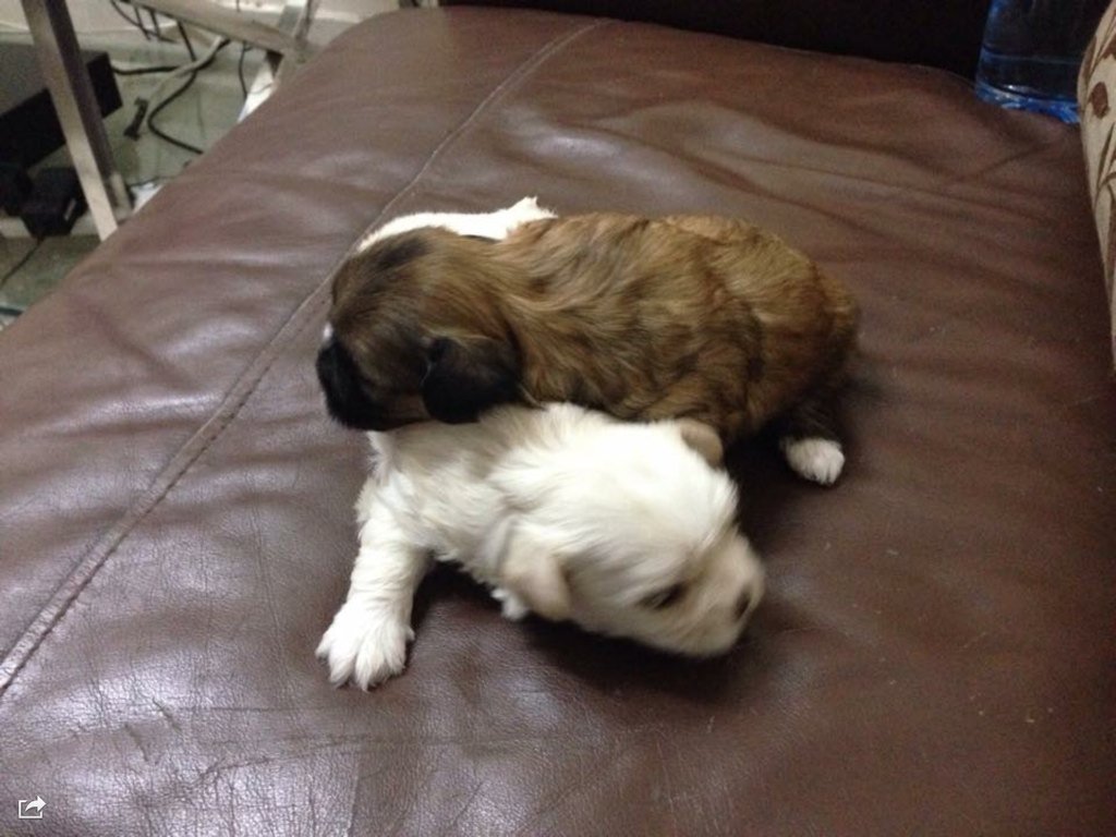 russevanregio's tweet image. 