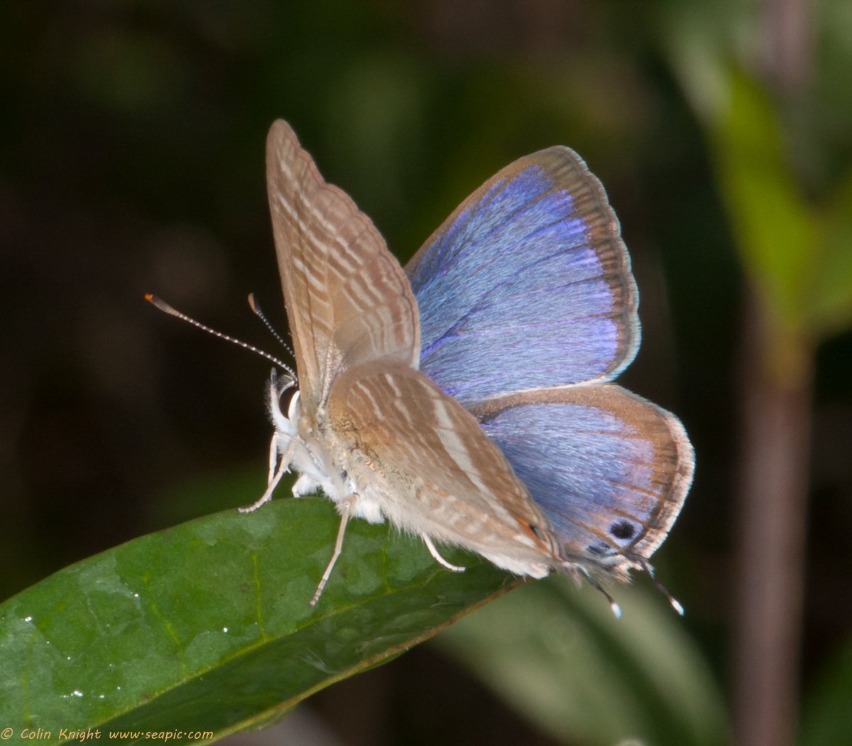 #AngleShades #LongTailedBlue blog: bit.ly/1NaFMJr @SussexWildlife @sdnpa @BCSussex @savebutterflies