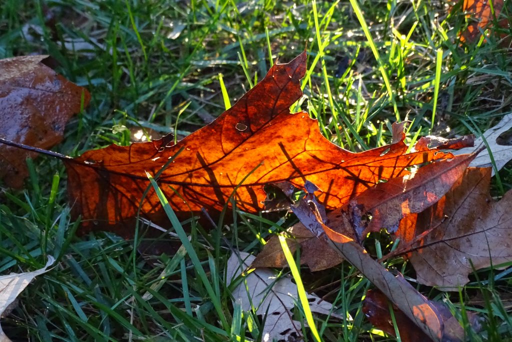 twostategirl's tweet photo. Unbeleafable. #fall #NikonFallNC #autumn #photography https://t.co/Bw83xObEkP