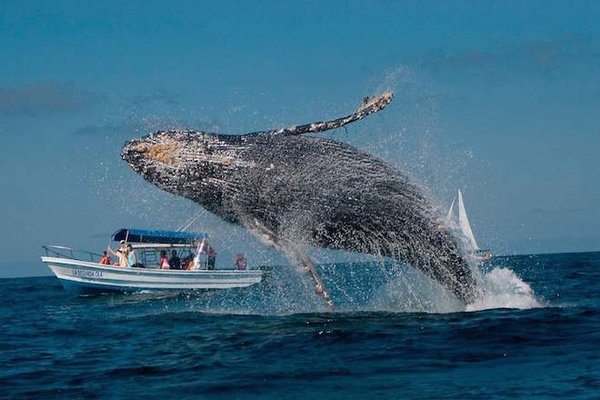 RedNoticiasOx's tweet photo. #PaisRed #LosCabos Un mes antes de lo previsto, comienzan a llegar las ballenas jorobadas https://t.co/KYImTUMrld
