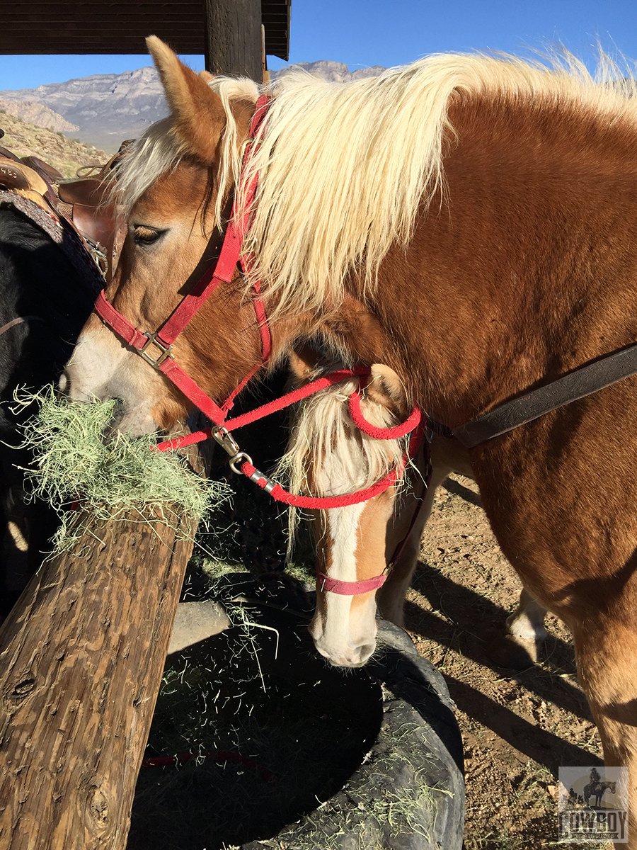 Cowboy Trail Rides tweet media