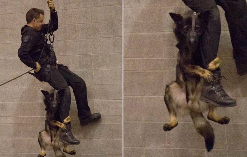 K9 learning to rappel : r/funny