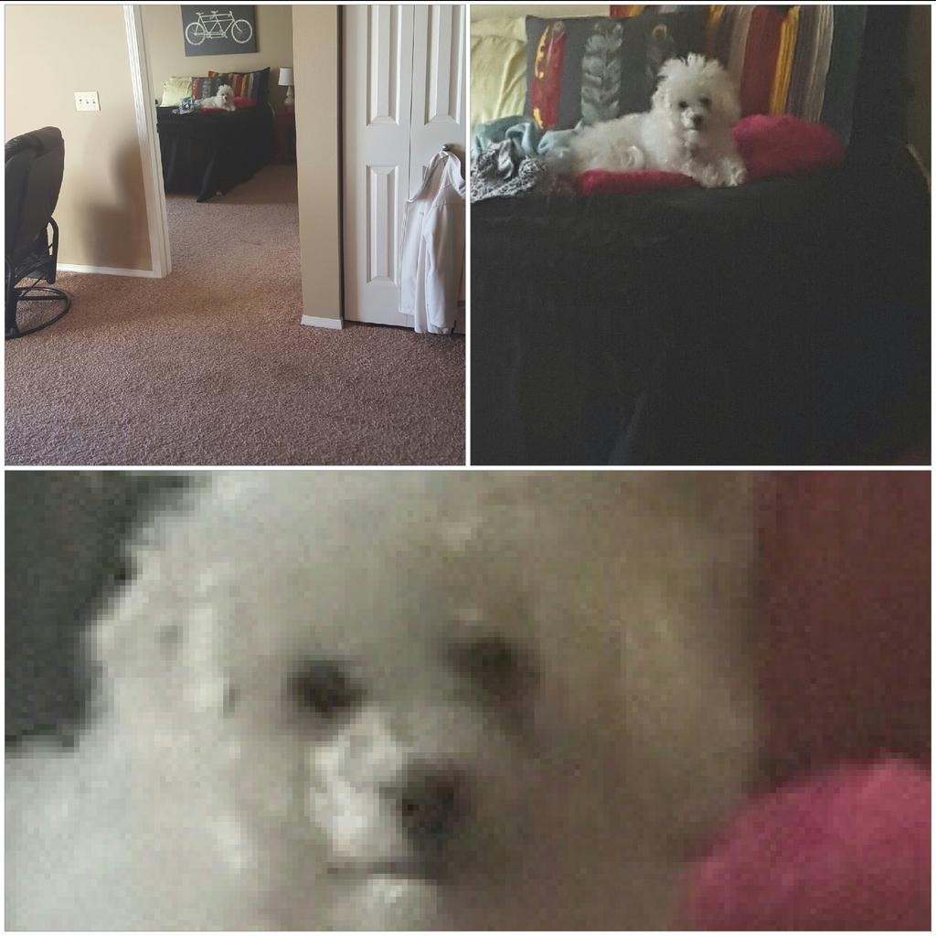 trevor_dean3's tweet photo. It's so hard to eat breakfast when the dog is low key staring you down https://t.co/Yr3RECpQsO