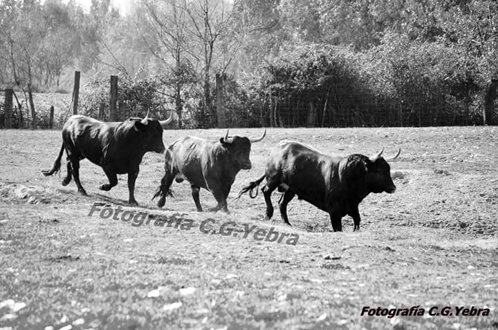 GanaderiaSandra's tweet photo. Q cosa más bonita !!!!
Toros en libertad!! https://t.co/rM50vG0JWa