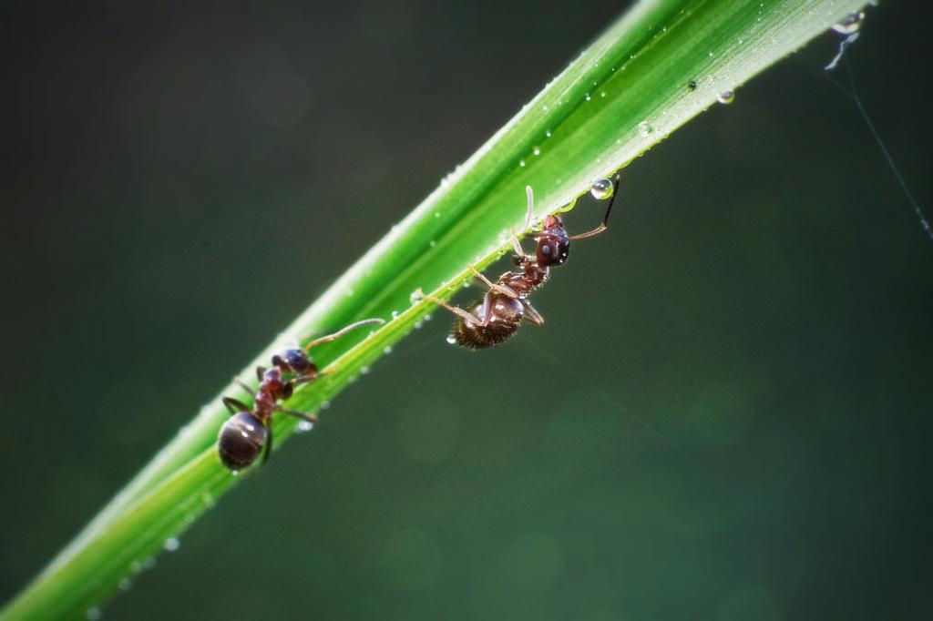 riankrenzer's tweet photo. its still macro season.. :) #ants #macrophotography #nature #natureinaday #Photography https://t.co/hdzWOKVHOw