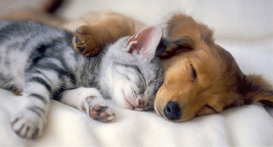 QualityInn_MN's tweet photo. Looking for a getaway? Stop by our hotel to see the amenities we offer. #QualityInnMankato #MN #Mankato #Hotel #pets https://t.co/OT3vjNN0Rb