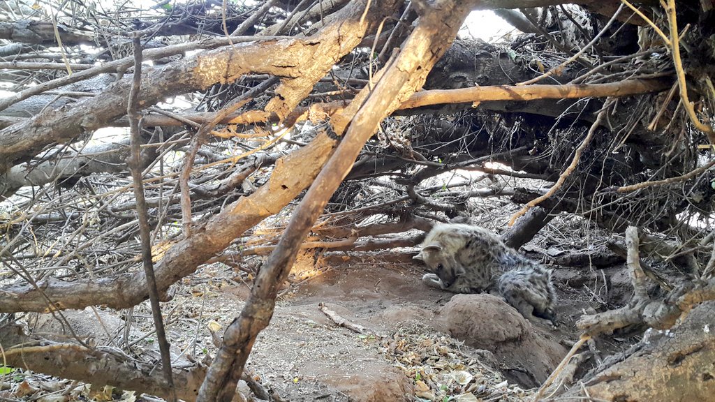 Tumelo in her den. Will check on her through the night.