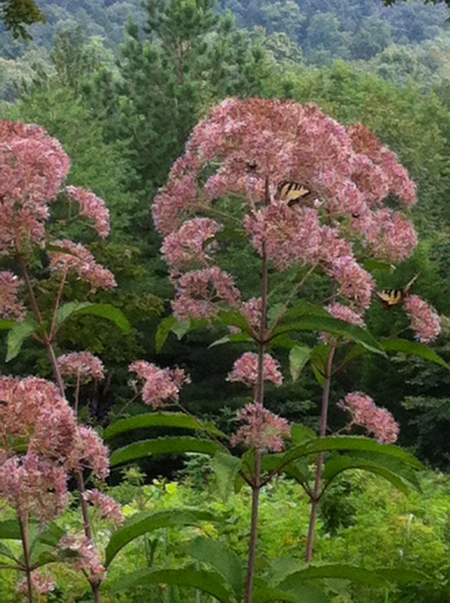 FundSponge's tweet image. Supporters bought a lot of plane tickets last month! Amazon, Expedia and Orbitz were the most popular stores.