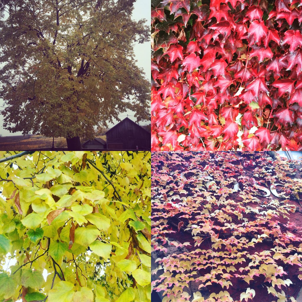 riksprengers's tweet photo. Fall colors! #Colmar #Riquewihr #exploreuniworld https://t.co/HmUrAb0DOb