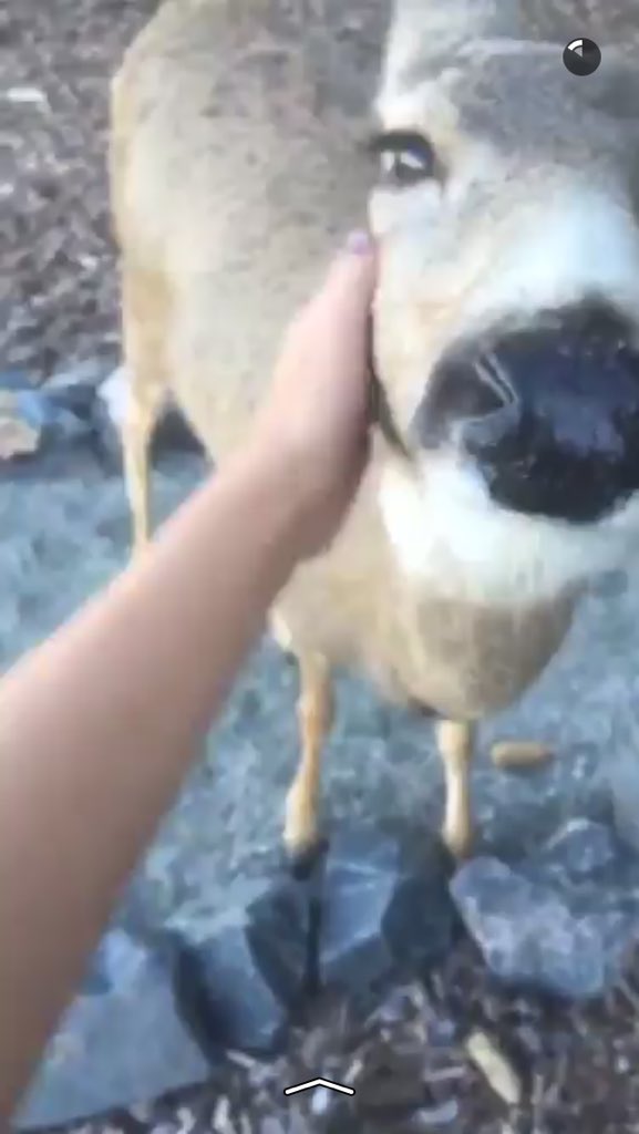 barksta35's tweet photo. HAHA I LOVE DEER https://t.co/N8Saxalwg2