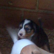 PerrosAbandoCor's tweet photo. SE REGALA cruce de podenco con breton. TIENE POCO MAS DE 1 MES. ES URGENTE. Contacto: 671043504 https://t.co/gqF3up1umH