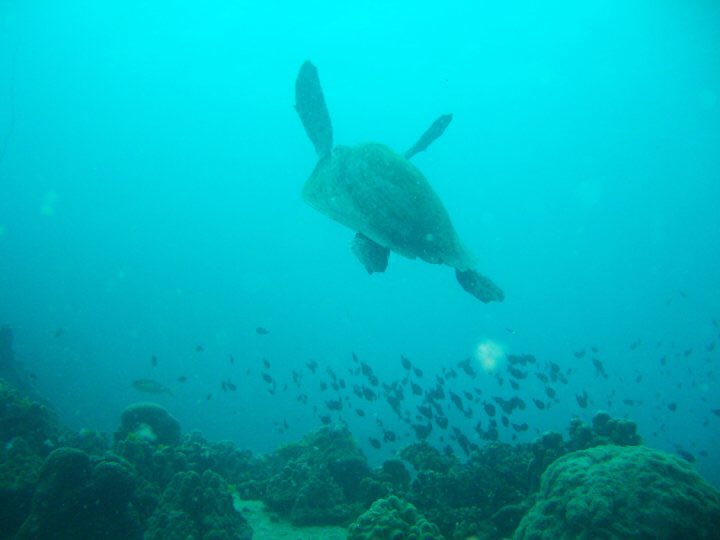 #diving #scubadiving #kohtao #turtles #ocean #SaveTheOceans #beautiful #blue #planet