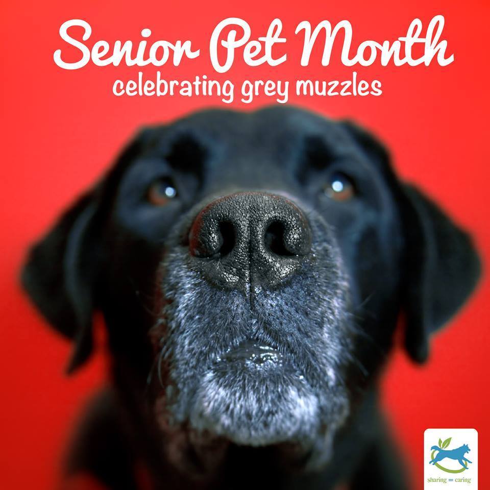 FreezyPups's tweet photo. November is senior pet month- consider adopting a senior pet!
#greywhiskers #adoptaseniordog #Iamlovable https://t.co/WINSz5FT2Z