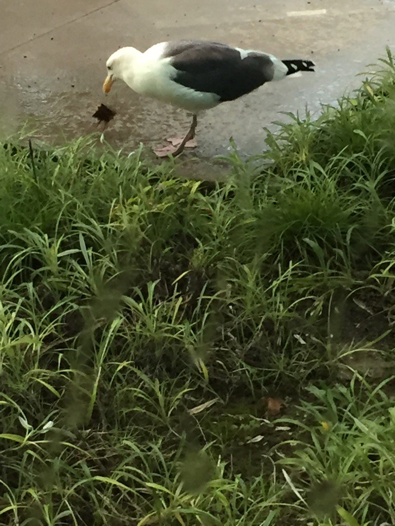 drjaylow's tweet photo. Seagulls opportunistic forage switch w/ #ElNino rains https://t.co/Ee9HRd9R24