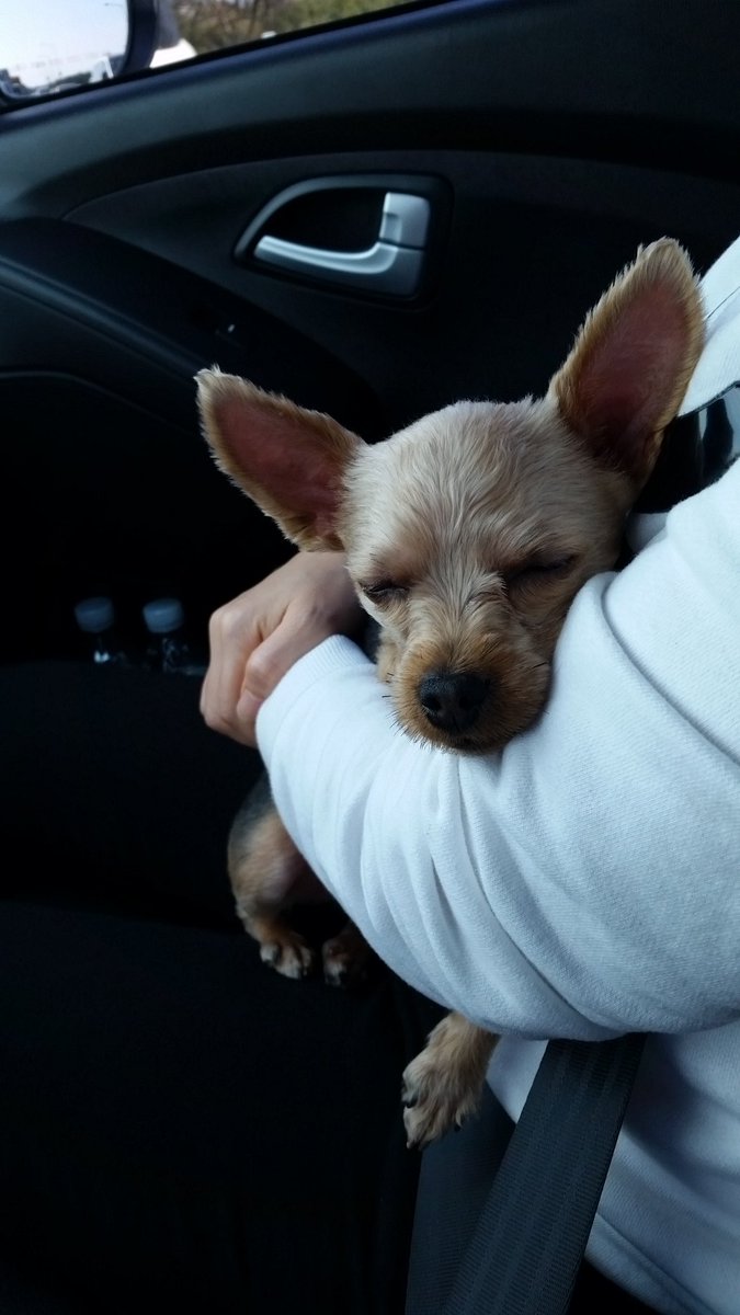 exechefko's tweet image. 잠 자는 초코